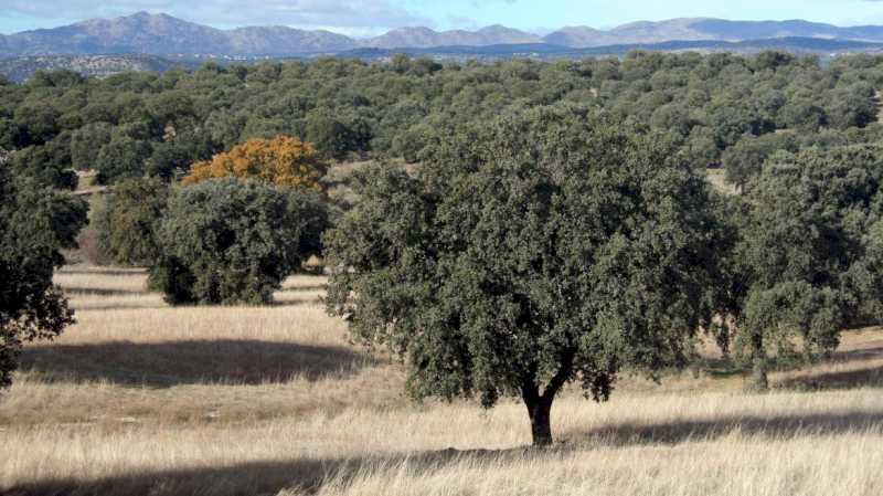 Comunitatea Madrid solicită noi ajutoare pentru recuperarea pădurilor proprietate privată