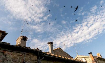 Comunitatea Madrid prezintă o campanie pe rețelele de socializare pentru a păstra cuiburile păsărilor insectivore din clădiri și case