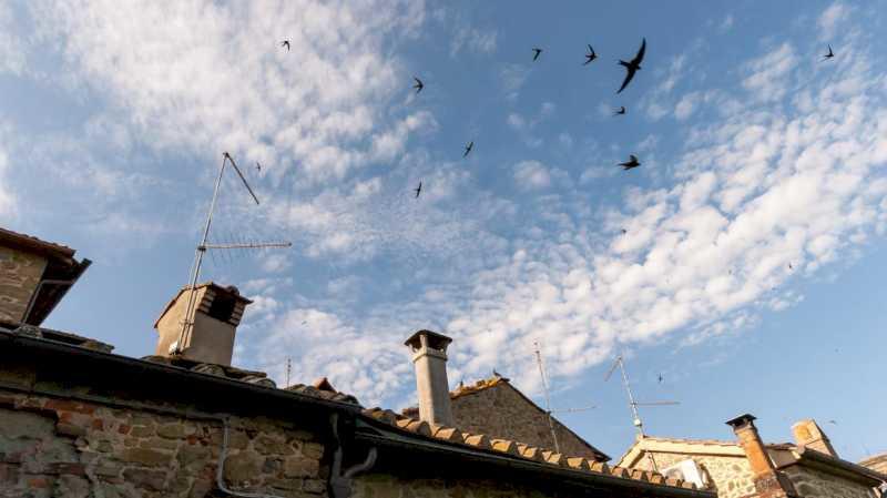 Comunitatea Madrid prezintă o campanie pe rețelele de socializare pentru a păstra cuiburile păsărilor insectivore din clădiri și case