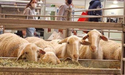 Comisia Europeană atenuează restricțiile privind circulația bovinelor din cauza variolei ovine și caprine în Castilla-La Mancha