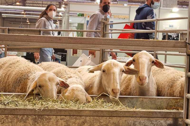 Comisia Europeană atenuează restricțiile privind circulația bovinelor din cauza variolei ovine și caprine în Castilla-La Mancha