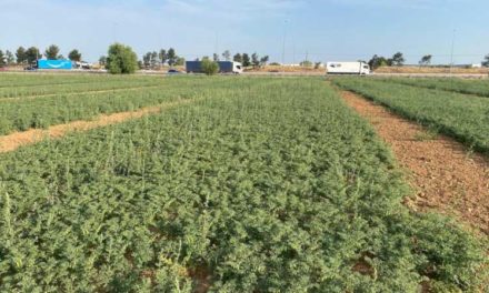 Comunitatea Madrid lucrează pentru recuperarea leguminoaselor uitate pentru a anticipa consecințele secetei