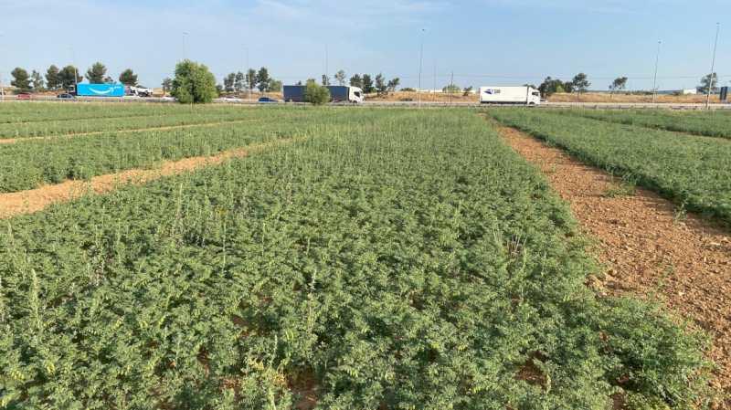 Comunitatea Madrid lucrează pentru recuperarea leguminoaselor uitate pentru a anticipa consecințele secetei