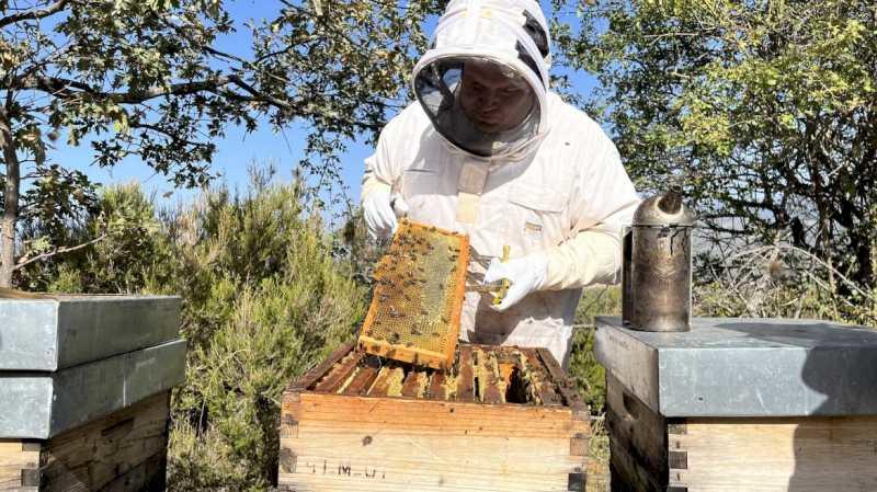 Comunitatea Madrid previne riscul de incendii prin controlul afumătorilor utilizați în apicultura