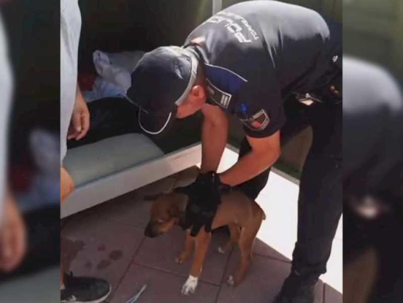 Torrejón – Poliția Locală din Torrejón de Ardoz salvează un cățeluș care fusese abandonat într-un container de îmbrăcăminte