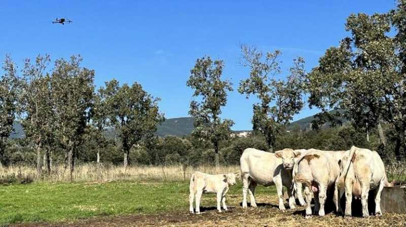 Comunitatea Madrid oferă fermierilor drone cu camere termice pentru a localiza animalele bolnave