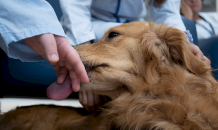 Spitalul 12 de Octubre începe terapia asistată cu câini în unitatea de spitalizare de psihiatrie pentru adolescenți