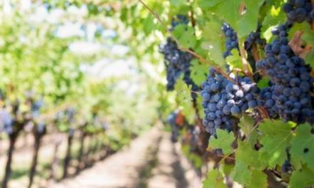 Arganda – Sărbătorirea Zilei Mondiale a Turismului vitivinicol în Arganda del Rey