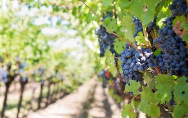 Arganda – Sărbătorirea Zilei Mondiale a Turismului vitivinicol în Arganda del Rey