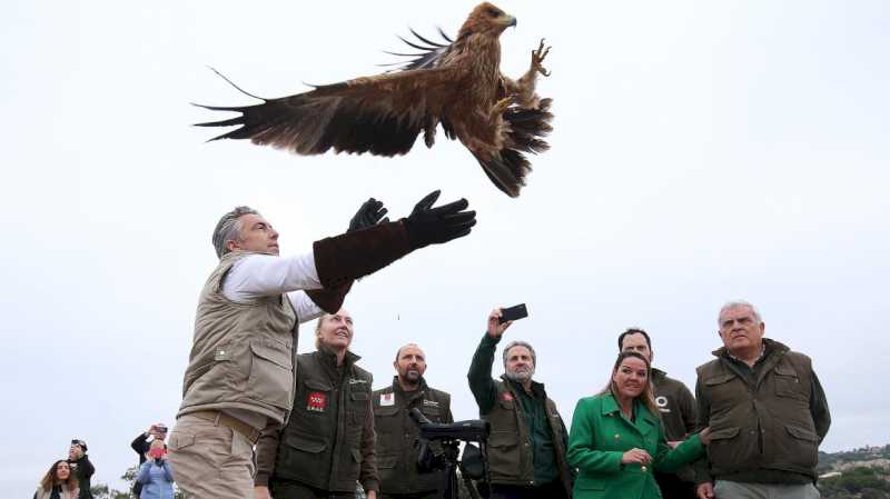 Comunitatea Madrid de patru ori populația de vulturi imperiali iberici cu 90 de perechi reproducătoare