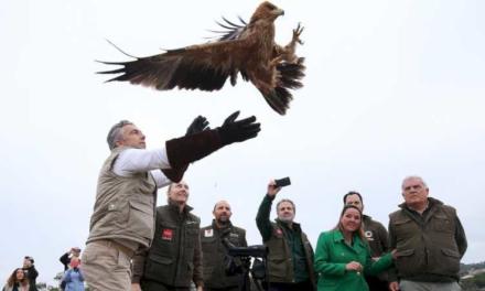 Comunitatea Madrid de patru ori populația de vulturi imperiali iberici cu 90 de perechi reproducătoare
