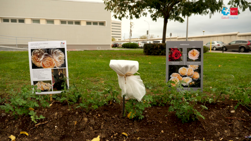 Spitalul 12 de Octubre plantează în grădinile sale o varietate de tufe de trandafiri dedicate pictorului spaniol Joaquín Sorolla