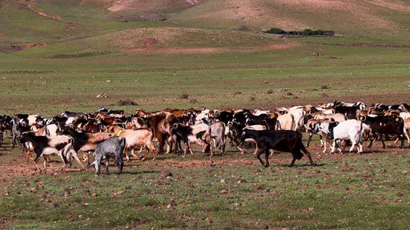 Comunitatea Madrid solicită ajutor pentru eradicarea bolilor în 2.500 de ferme de animale din regiune