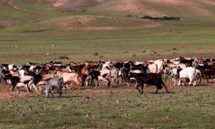 Comunitatea Madrid solicită ajutor pentru eradicarea bolilor în 2.500 de ferme de animale din regiune