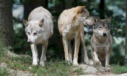 Comunitatea Madrid va acorda ajutor direct crescătorilor de animale pentru atacurile de lup, câini sălbatici sau vulturi