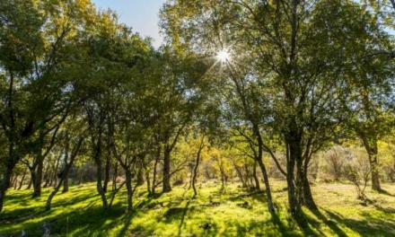 Comunitatea Madrid își expune spațiile naturale mari la FITUR