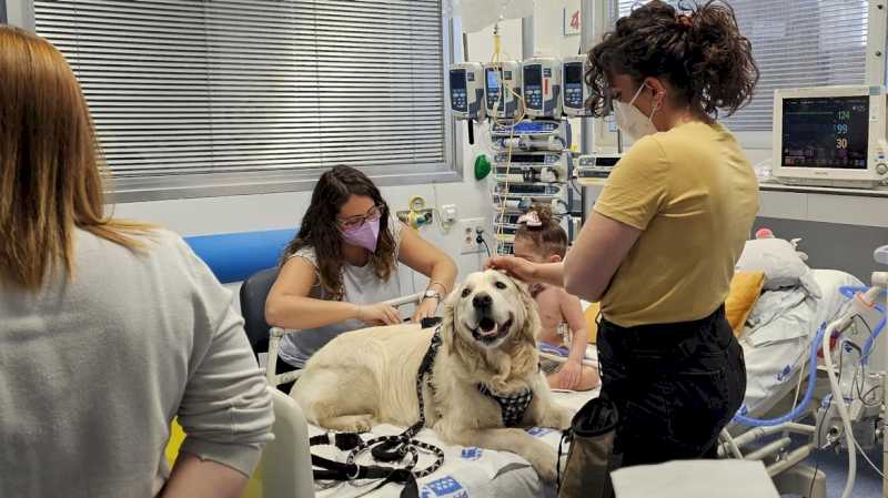 Un studiu confirmă că terapia cu câini reduce durerea și anxietatea la copiii internați în Secția de Terapie Intensivă a Spitalului 12 de Octubre