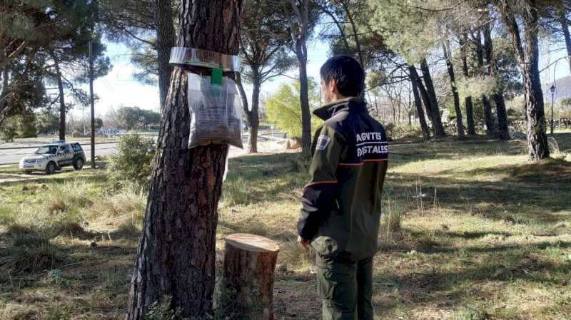 Comunitatea Madrid monitorizează peste 65.000 de hectare de păduri de pini din regiune pentru a detecta prezența omizii procesionare