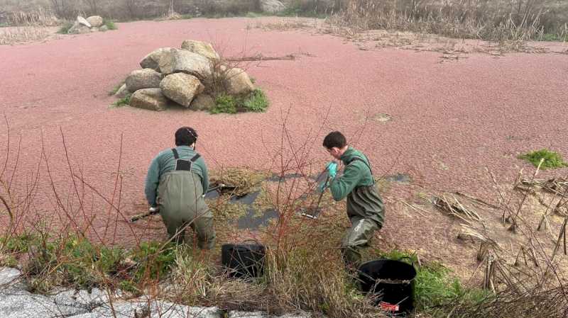 Comunitatea Madrid păstrează habitatul de reproducere al amfibienilor prin eliminarea plantelor exotice invazive