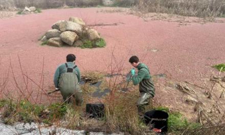 Comunitatea Madrid păstrează habitatul de reproducere al amfibienilor prin eliminarea plantelor exotice invazive