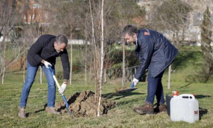 Comunitatea Madrid a plantat deja aproape 2.700 de copaci în opt municipalități pentru a crește masa pădurii și biodiversitatea