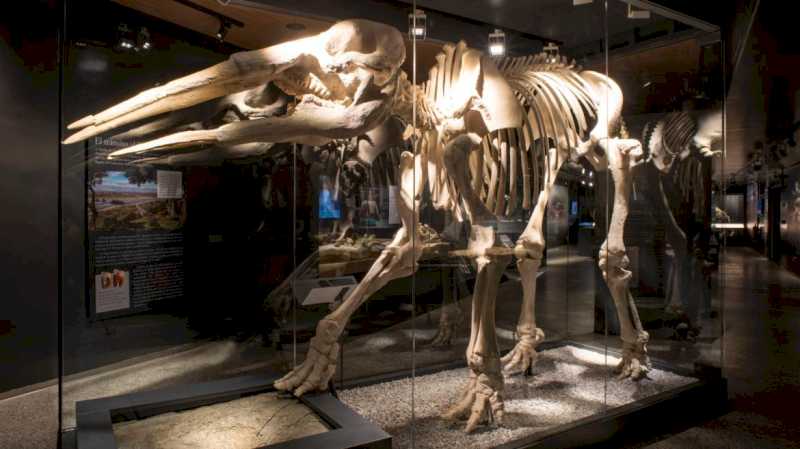 Muzeul Arheologic și Paleontologic al Comunității va expune replica unui dinozaur de 6 metri la târgul Madrid es Ciencia