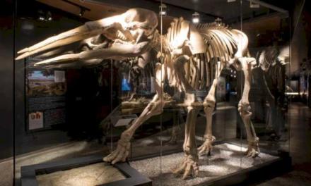 Muzeul Arheologic și Paleontologic al Comunității va expune replica unui dinozaur de 6 metri la târgul Madrid es Ciencia