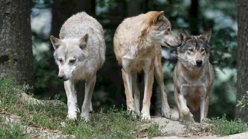 Comunitatea Madrid va acorda ajutor crescătorilor de animale pentru a preveni atacurile lupului iberic în fermele lor