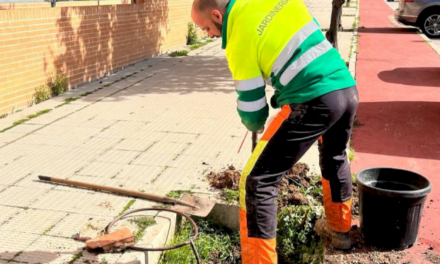 Arganda – Arganda începe să planteze în gropile goale de copaci ale municipiului