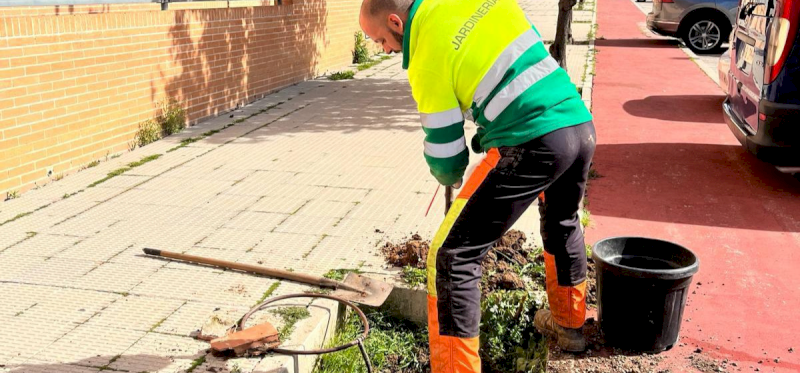 Arganda – Arganda începe să planteze în gropile goale de copaci ale municipiului