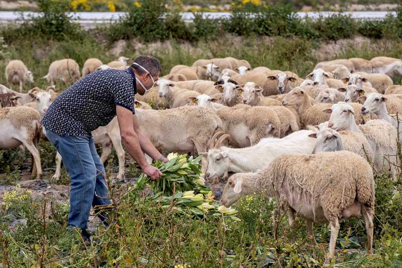 Agricultura efectuează o nouă plată de 9,1 milioane de euro ajutoare extraordinare către sectoarele zootehnice