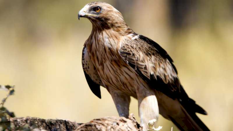Comunitatea Madrid activează camera web a Parcului Național Sierra de Guadarrama pentru a monitoriza o pereche de vulturi cu cizme