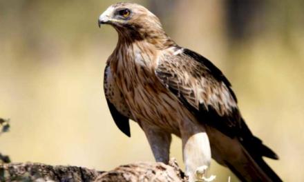 Comunitatea Madrid activează camera web a Parcului Național Sierra de Guadarrama pentru a monitoriza o pereche de vulturi cu cizme