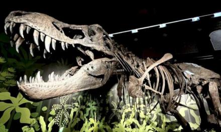 Comunitatea Madrid vă invită să aflați despre istoria dinozaurilor în cadrul expoziției Vânători de Dragoni