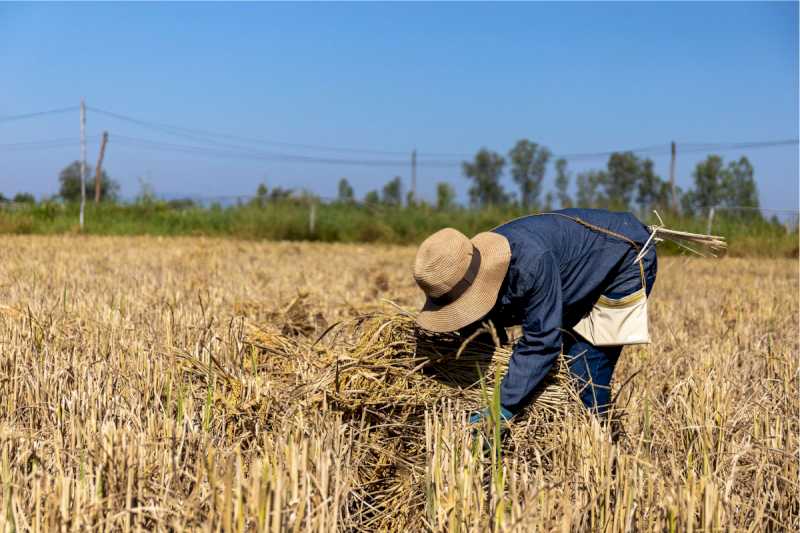 Agricultura, Pescuitul și Alimentația ridică plata ajutoarelor către producătorii de pământ uscat, orez și tomate industriale la 258,9 milioane de euro