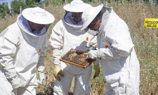 Comunitatea Madrid începe o campanie de informare cu privire la importanța albinelor pentru biodiversitate