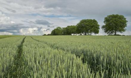 Fermierii și fermierii vor putea depune cererea unică de ajutor din Politica Agricolă Comună până pe 15 iunie