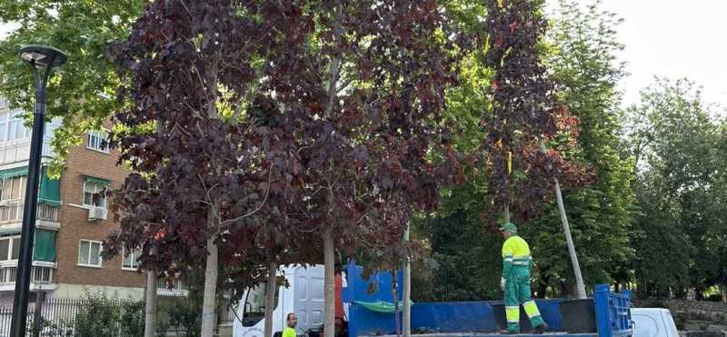 Arganda – Plantarea de copaci în parcul González Bueno din Arganda