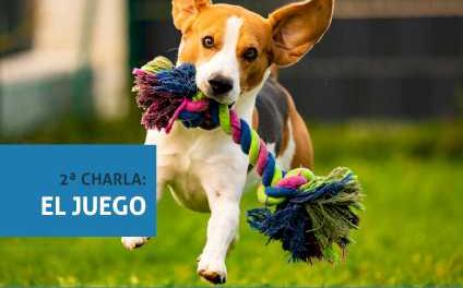 Alcalá – Continúan las charlas y sesiones de Educación Canina en Alcalá de Henares